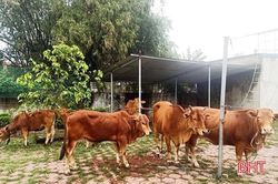 Nhiều hộ dân Hương Khê bức xúc vì trâu, bò thả rông 'quậy phá'!
