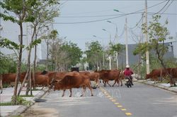 Đà Nẵng: Hàng trăm con bò thả rông giữa khu đô thị sinh thái