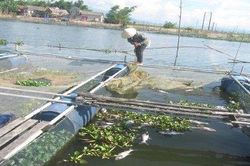 Kinh tế Kinh tế Môi trường thay đổi, tôm cá nuôi lại chết