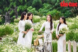 Cúc họa mi nở rộ vườn, giới trẻ đổ xô check-in