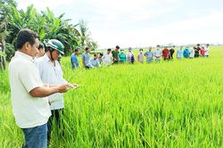 Tập huấn kỹ thuật canh tác lúa thân thiện với môi trường cho nông dân huyện Thoại Sơn