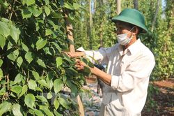 Bình Phước: Khắc phục tình trạng được mùa mất giá, được giá mất mùa