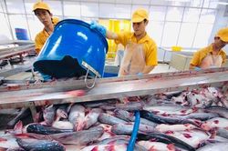 Hiệp định Đối tác toàn diện và tiến bộ xuyên Thái Bình Dương: Những 'trái ngọt' xuất khẩu