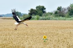 Nga ngừng tham gia thỏa thuận xuất khẩu nông sản từ các cảng của Ukraine