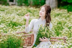 Thiếu nữ Hà thành gây xao xuyến giữa vườn cúc họa mi nở sớm