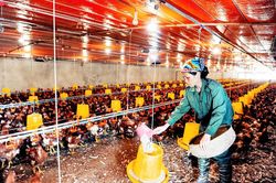 Ngành chăn nuôi chuẩn bị nguồn hàng phục vụ Tết