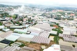 Giải pháp nào cho nhà kính Đà Lạt