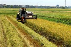 Thái Bình: Khẩn trương thu hoạch lúa, rau màu trước diễn biến phức tạp của bão số 7