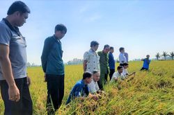Tổng kết mô hình sản xuất lúa giống xác nhận tại xã Tân Lập
