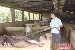 Làm giàu từ nuôi lợn thương phẩm
