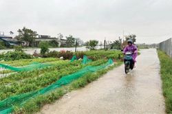 Kinh tế Nông nghiệp - Nông thôn Lo giống cho vụ tết và đông xuân