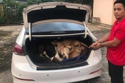 Nhóm đối tượng lái ô tô trộm gần 40 con chó trong một đêm