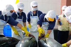 Xuất khẩu cá ngừ sang Anh khó phục hồi