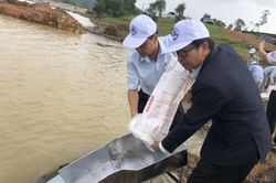 Kinh tế Kinh tế Thả gần 100 ngàn con cá giống xuống hồ Khe Ngang