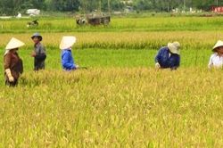 HTX nông nghiệp tiên phong trong sản xuất, phát triển sản phẩm OCOP