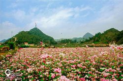 Ngắm mùa tam giác mạch ở Hà Giang
