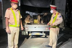 Đắk Lắk: Phát hiện xe tải chở hàng chục con chó của nhóm trộm cắp