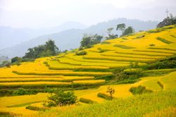 Quyến rũ mùa vàng Hồng Thái