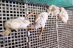 Quảng Ngãi: Phát hiện và tiêu hủy một ổ dịch cúm gia cầm A/H5N1