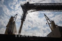 Nga tham gia trở lại Sáng kiến Ngũ cốc Biển Đen