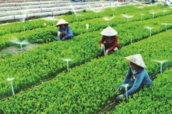 Nên giữ nguyên hay đổi tên Luật Hợp tác xã thành Luật Các tổ chức kinh tế hợp tác?