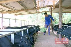 Gương sáng trong phong trào thanh niên lập nghiệp