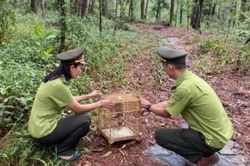 Kinh tế Kinh tế Thả 268 cá thể chim về môi trường tự nhiên