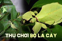 Thú chơi 'chiếc lá di động' tiền triệu độc đáo