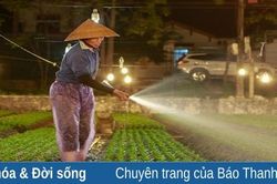 Làng trồng hoa Liên Quy vào vụ Tết