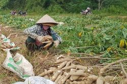 Kinh tế Kinh tế Gần 200 ha sắn bị bệnh khảm lá