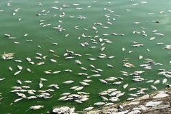 Nghi nước mặn xâm thực, cá chết nổi trắng mặt hồ lớn nhất Hải Phòng