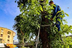 Hà Nội sẽ nới 600 bộ gông sắt chống đỡ cây xanh