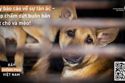 Ra mắt công cụ trực tuyến thông báo về nạn buôn bán thịt chó, mèo