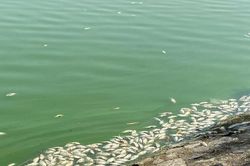 Cá chết trắng hồ điều hòa lớn nhất ở trung tâm TP Hải Phòng