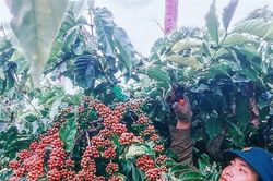 Giá nông sản ngày 5/11/2022: Cà phê tăng trở lại, tiêu đạt 59.000 đồng/kg