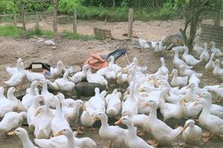 Chủ động phòng chống lây nhiễm cúm gia cầm sang người