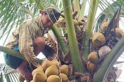 Giá trị của cây dừa