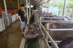 Phát triển mô hình kinh tế tuần hoàn trong chăn nuôi