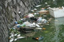Cá hồ Tây vẫn chết hàng loạt dù thành phố Hà Nội đã có 'chỉ đạo khẩn'