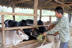 Kiểm soát dịch bệnh trong chăn nuôi