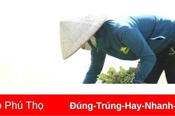 Phát triển rau màu theo hướng hàng hóa