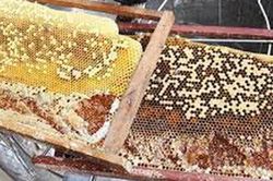 Theo chân những người thợ đi săn loài 'bậc thầy chăm chỉ'