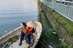 Công bố nguyên nhân cá chết ở hồ Tây