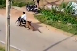 Báo hoa mai điên cuồng tấn công nhiều người ở Ấn Độ