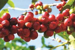 Giải pháp tăng giá trị xuất khẩu những cây trồng chủ lực