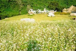 Đắm say mùa hoa tam giác mạch ở Ninh Bình