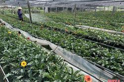 Làng hoa Đông Cương tất bật vào vụ Tết
