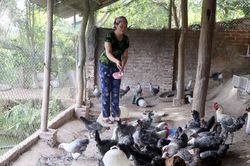 Tủa Chùa nỗ lực xây dựng nông thôn mới