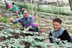 Phụ nữ vùng cao giúp nhau phát triển kinh tế