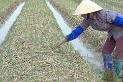 Kinh Môn trồng hơn 4.100 ha cây vụ đông